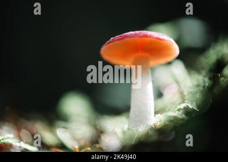 Bellissimo scatto macro di un singolo fungo di foresta d'arancio in muschio. Macro fotografia naturalistica Foto Stock