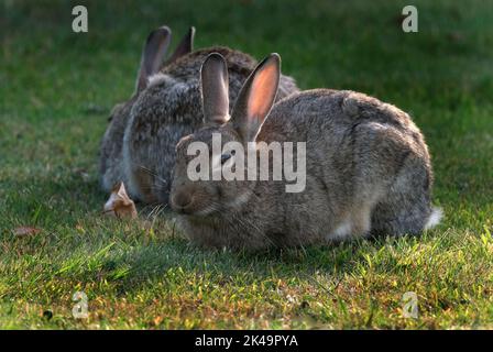 I conigli, noti anche come conigli o conigli conigliati, sono piccoli mammiferi della famiglia Leporidae dell'ordine Lagomorfa. Foto Stock