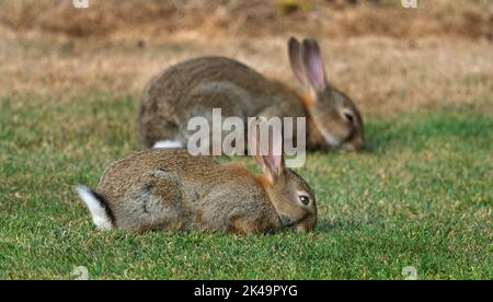 I conigli, noti anche come conigli o conigli conigliati, sono piccoli mammiferi della famiglia Leporidae dell'ordine Lagomorfa. Foto Stock