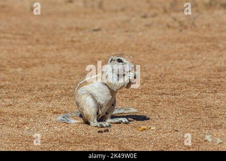 Uno scoiattolo Namibiano, Xerus Inauris, godendo la sua colazione. Immagine scattata all'Intu Africa Suricate Lodge in Namibia Foto Stock