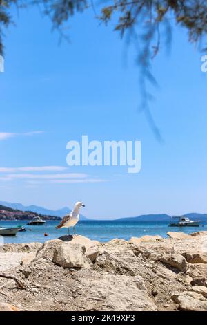 Un primo piano verticale di un gabbiano arroccato sulla costa di Spalato, in Croazia Foto Stock