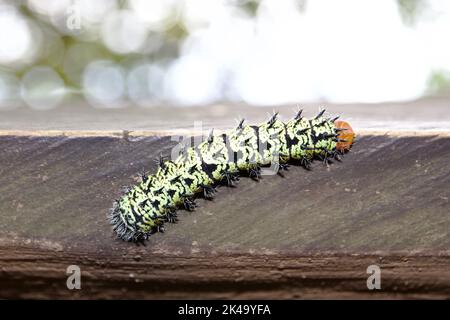 Un verme mopane o Gonimbrasia belina in Uganda Foto Stock