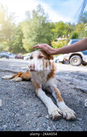 Donna accarezzare un cane randagio. Concetto di cura degli animali domestici Foto Stock