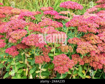 Piuttosto rosa Sedum fioritura in un giardino Foto Stock