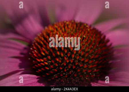 Macro di una fioritura di echinacea rosa in estate Foto Stock