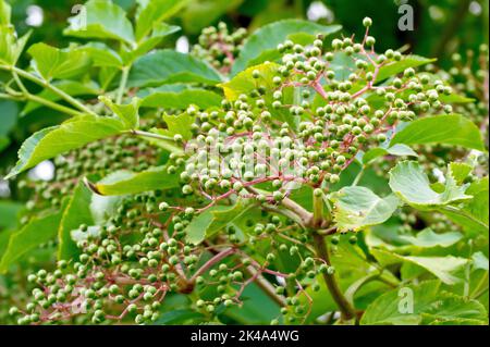 Anziano, Elderflower o Elderberry (sambucus nigra), primo piano di uno spruzzo di bacche verdi non mature sull'arbusto all'inizio dell'autunno. Foto Stock