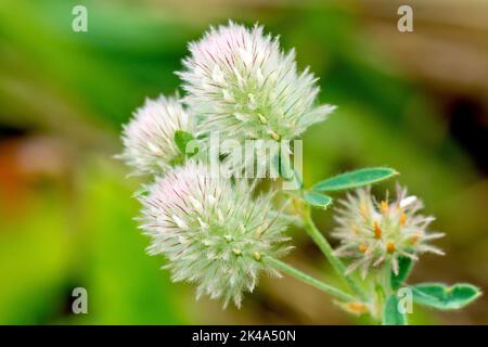 Hare's-Foot Clover o semplicemente Hare's-Foot (trifolium arvense), primo piano di un gruppo di teste di fiori in pelliccia. Foto Stock