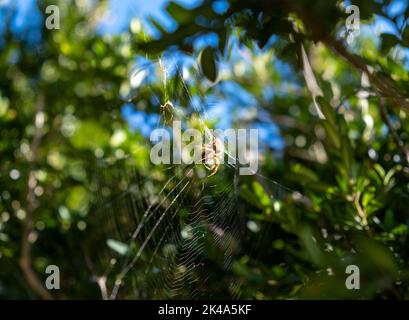 Macro immagine ravvicinata di un ragno da giardino europeo seduto sul ragnatela di un ragno Foto Stock