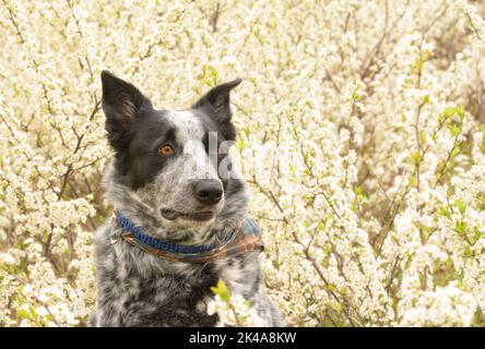 Texano Heeler in bianco e nero, a destra dello spettatore, con sfondo a fiori bianchi Foto Stock