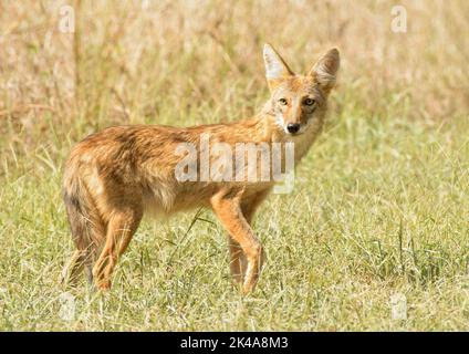 Giovane coyote in erba a fine estate, con un'espressione attenta Foto Stock