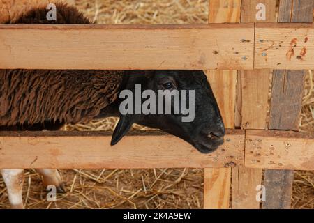 Pecora nera in fattoria con fieno e paglia Foto Stock