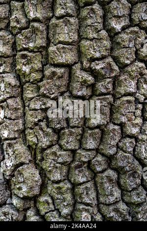 Corteccia di quercia macedone (Quercus trojana) Foto Stock