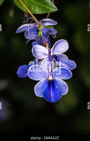 Fiori del Blue Butterfly Bush (Rotheca myricoides) Foto Stock