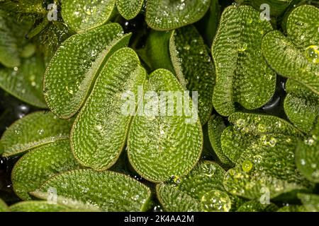 Foglie di Salvinia Gigante (Salvinia biloba) Foto Stock