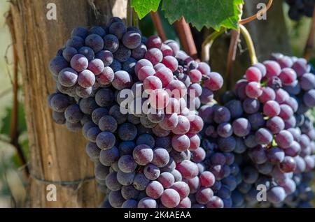 Uva: Grappolo di uva rossa, in filari con viti piene di uva rossa. Alla fine della stagione sono quasi pronti per essere raccolti per fare il vino. Foto Stock