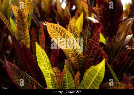 Fuoco crantone o codiaeum variegatum fogliame. Foglie strette di crottone variegato Foto Stock