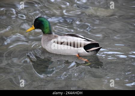 Duck, Kilkenny Castle Park, Kilkenny, Irlanda Foto Stock