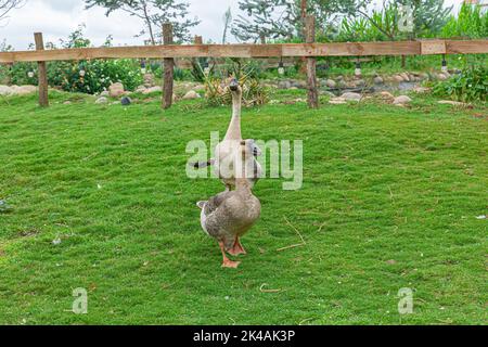 due mance grigio passeggiata sul prato verde in fattoria di campagna Foto Stock