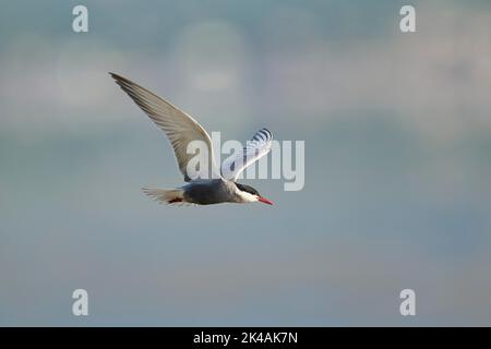 Terna whisky (Chlidonias hybrid) che vola nel cielo, caccia, delta ebro, Catalogna, Spagna Foto Stock