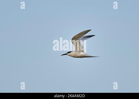 Terna sandwich (Thalasseus sandvicensis) che vola nel cielo, delta ebro, Catalogna, Spagna Foto Stock