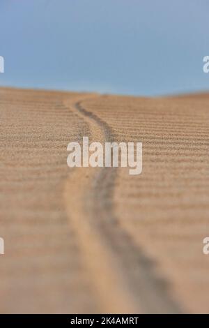 Una pista sulla spiaggia 'Platja del Fangar', costa, riserva naturale, delta ebro, Catalogna, Spagna Foto Stock