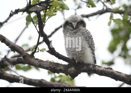 Falco boreale (Surnia ulula) giovane uccello quasi volato, Lapponia, Norvegia, Scandinavia Foto Stock