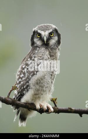 Gufo del falco settentrionale (Surnia ulula), giovane uccello quasi in fuga sotto la pioggia, Norvegia settentrionale, Scandinavia Foto Stock