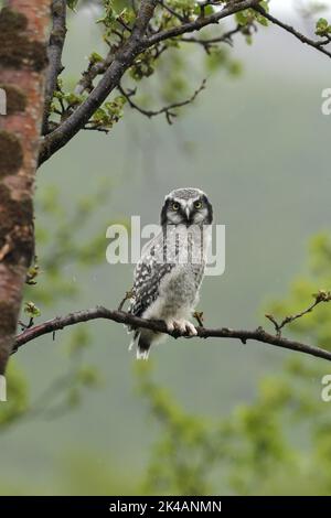 Falco boreale (Surnia ulula) giovane uccello quasi volato, Lapponia, Norvegia, Scandinavia Foto Stock