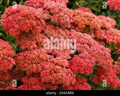 Primo piano dei fiori rosso rubino pallido densamente impaccati dell'erbaceo perenne autunno fioritura Sedum telephium Purple Emperor. Foto Stock