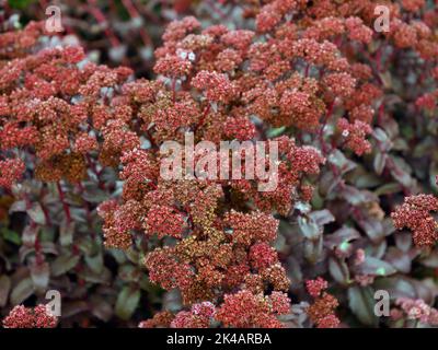Primo piano dei fiori rosso rubino pallido densamente impaccati dell'erbaceo perenne autunno fioritura Sedum telephium Purple Emperor. Foto Stock