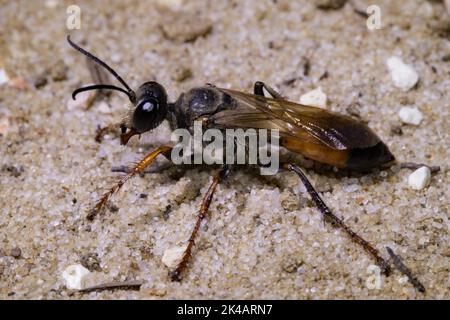 Grasshopper sabbia wasp in piedi in sabbia guardando a sinistra Foto Stock