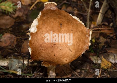 Corpo fruttato di funghi di betulla con gambo bianco sporco e cappuccio marrone Foto Stock