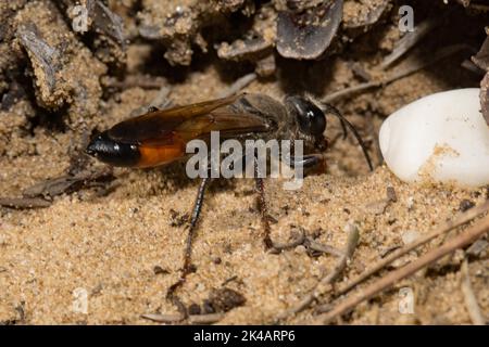 Grasshopper sand wasp in piedi in sabbia davanti al foro della cava visto a destra Foto Stock