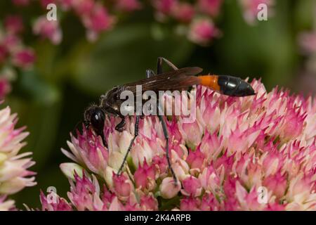 Vespa di sabbia comune seduta su fiori rossi a sinistra guardando Foto Stock