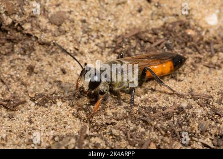 Grasshopper sabbia wasp in piedi in sabbia guardando a sinistra Foto Stock