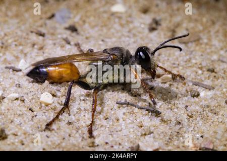 Grasshopper sabbia wasp in piedi in sabbia guardando a destra Foto Stock