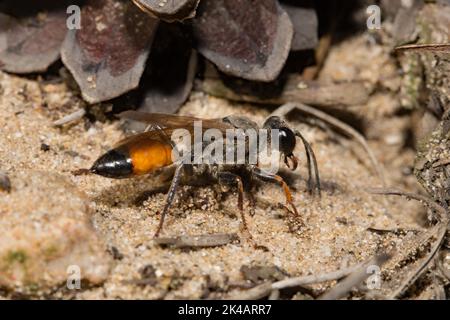 Grasshopper sabbia wasp in piedi in sabbia guardando a destra Foto Stock