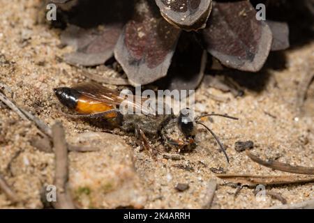 Grasshopper sabbia vespe in sabbia con impacco di sabbia in prelegs in piedi a destra avvistato Foto Stock