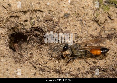 Grasshopper sand wasp in piedi di fronte al buco di allevamento in sabbia con pacchetto di sabbia in forelegs sinistra avvistato Foto Stock