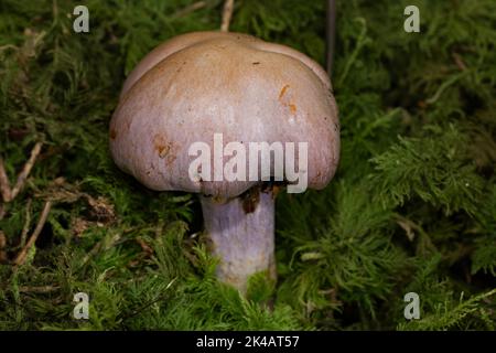 Corpo fruttato di capra con gambo viola chiaro e cappuccio viola chiaro in muschio verde Foto Stock