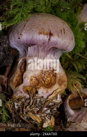 Corpo fruttato di capra con gambo viola chiaro e cappuccio viola chiaro Foto Stock