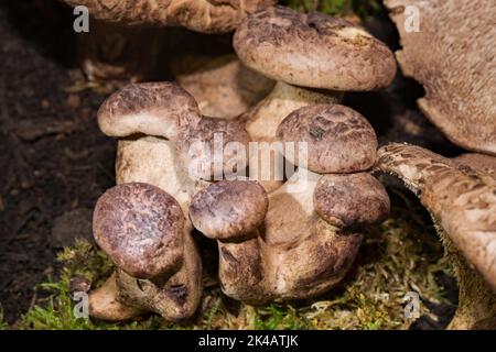Funghi falchi alcuni corpi fruttiferi con steli e tappi grigio-marroni Foto Stock