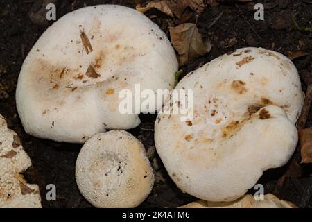 Leccatura lanosa tre corpi fruttati con tappi color ocra Foto Stock