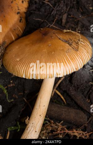 Corpo fruttato striato di colore rosso-marrone con gambo marrone chiaro e cappuccio marrone Foto Stock