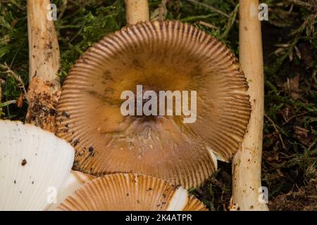 Corpo fruttato striato rosso-marrone con tappo marrone Foto Stock