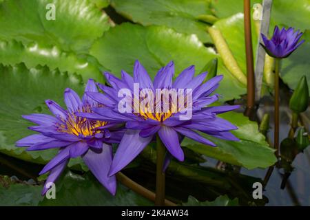 Il giglio d'acqua (Nymphaea) il direttore ibrido T. le foglie verdi di Moore con tre fiori blu in acqua Foto Stock