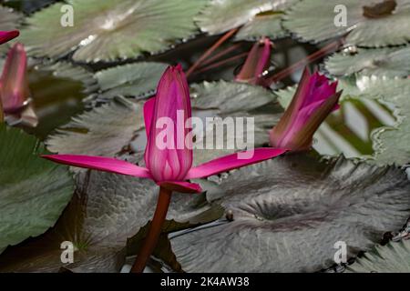 Giglio rosa (Nymphaea rubra) foglie verdi con alcuni fiori rosa in acqua Foto Stock