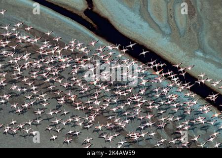 Un gruppo di fenicotteri minori che volano su un lago di soda nella Rift Valley, Kenya Foto Stock