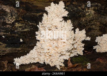 Barba di faggio spinosa, barba prickly corpo fruttito bianco su tronco d'albero Foto Stock