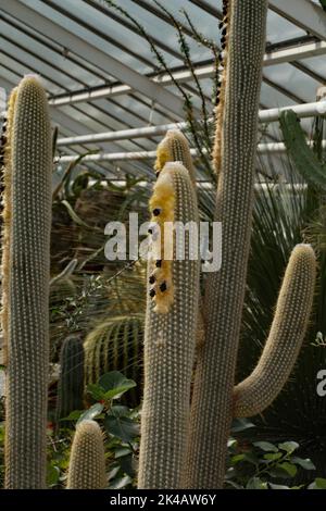 Cactus colonnare di Saguaro con rami e infiorescenza gialla Foto Stock